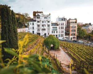 Montmartre vineyards