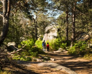 Balade en forêt de Fontainebleau