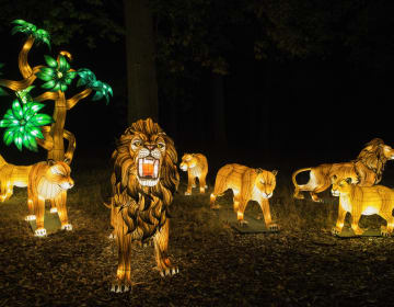 THOIRY LUMIERES SAUVAGES
