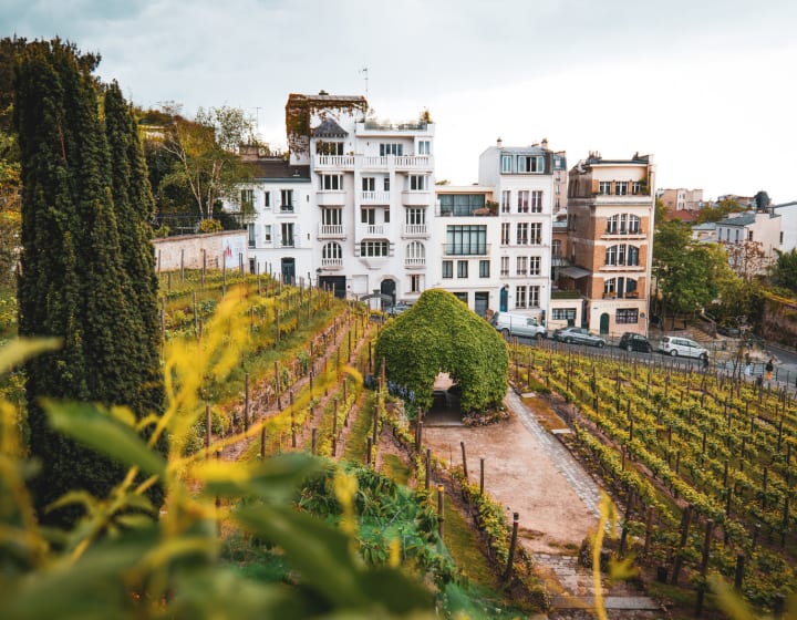 Vignes de Montmartre