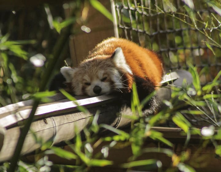 Panda roux dormant à la ménagerie du jardin des plantes.