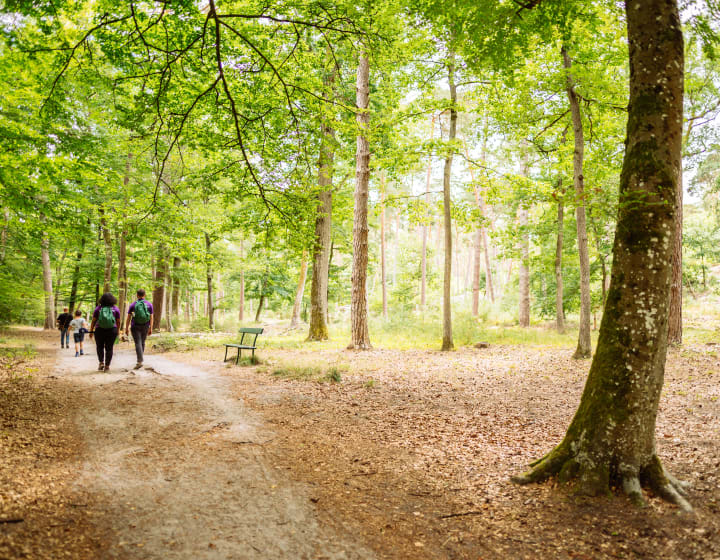 A walk in the forest of Fontainebleau