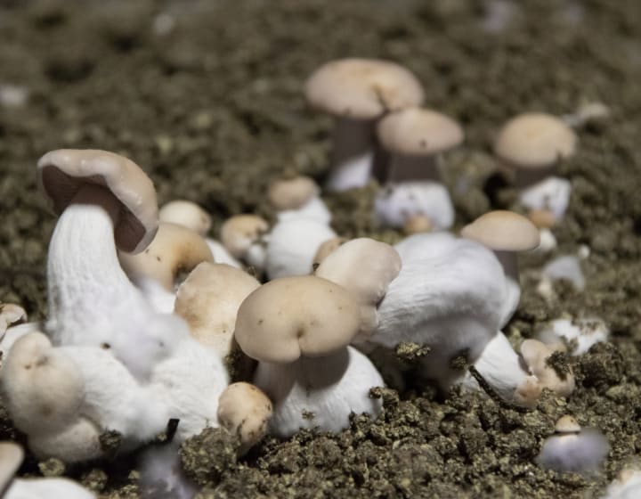 Champignon