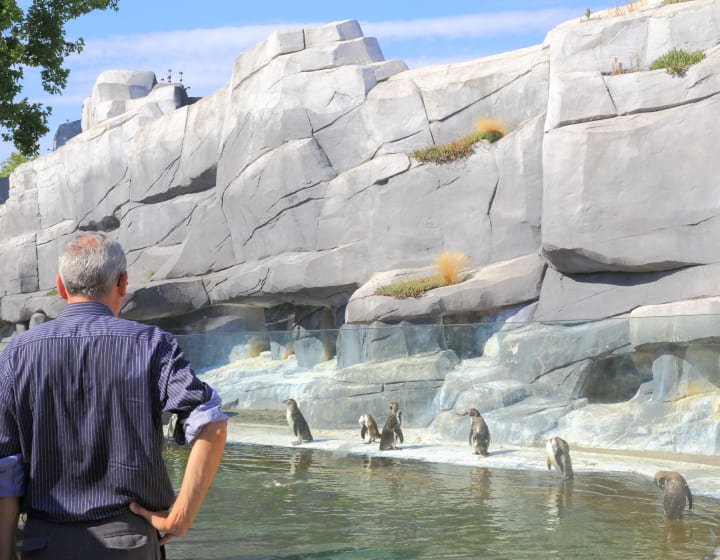 Parc Zoologique de Paris, visiteur devant les Manchots de Humboldt, 2017.