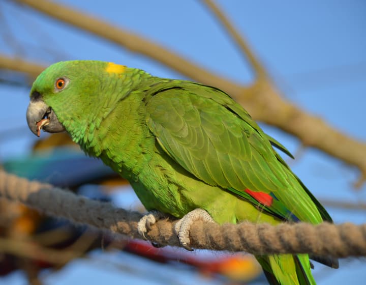 Perroquet du Parrot World