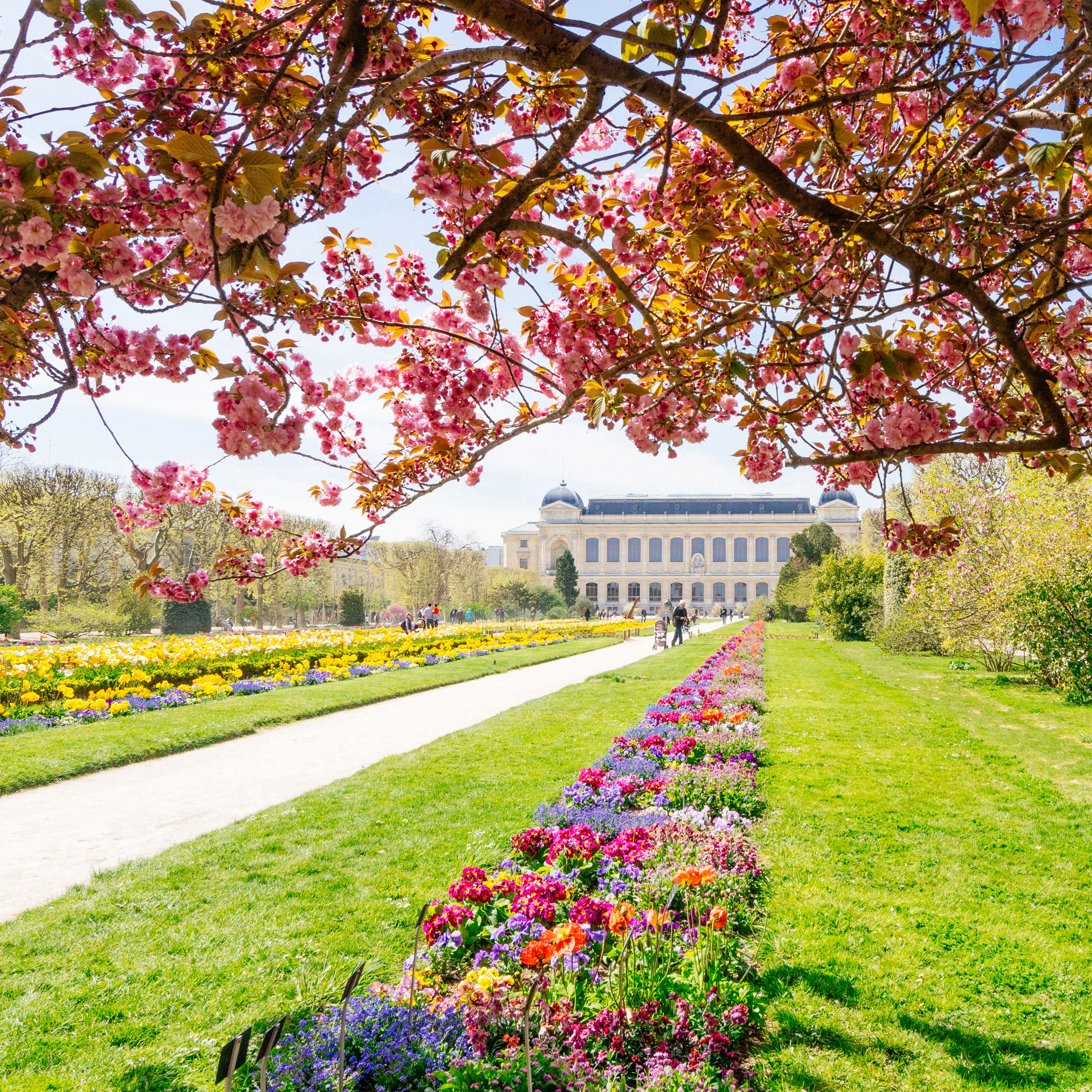 Jardin des Plantes au printemps%252C parterre de fleurs%252C Paris 2016. CRT IDF%252FLiiinks%252FQuincy
