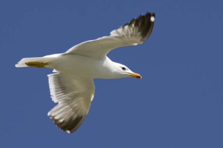 Armenian Gull (Alexander Perevozov, Armenia)