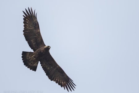Golden Eagle (Ilya Ukolov, Azerbaijan)