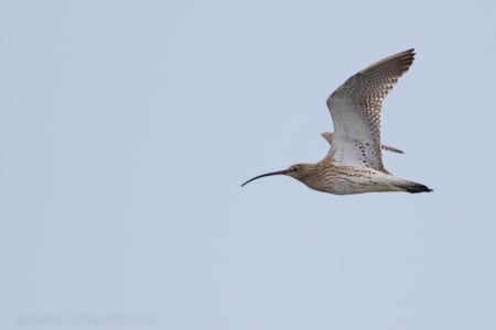 Eurasian Curlew (Ilya Ukolov, Azerbaijan)