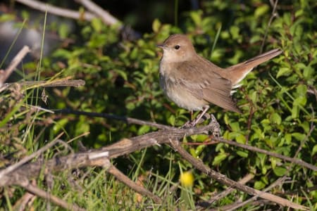 Common Nightingale (Ilya Ukolov, Azerbaijan)