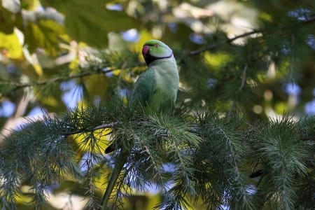 Rose-ringed Parakeet (Yevgeny Belousov, Azerbaijan)
