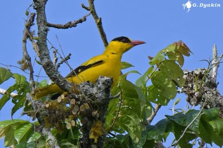 Black-naped oriole (Gennadiy Dyakin, Bali Indonesia)