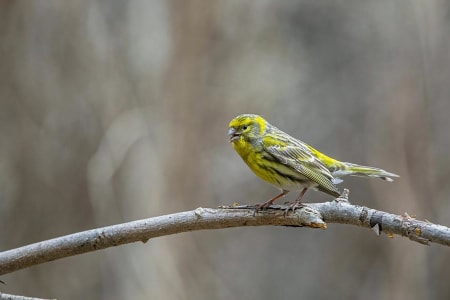 European Serin (Aleksandr Golyantov, Belarus)