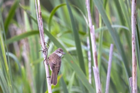 Great Reed-warbler (Aleksandr Golyantov, Belarus)