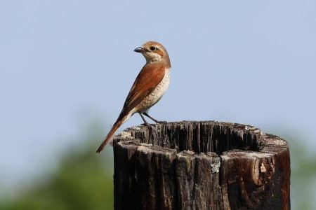 Red-backed Shrike (Valery Dombrovski, Belarus)