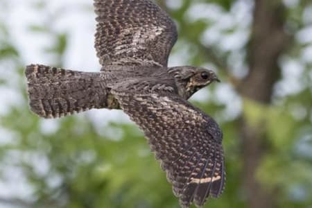 Grey Nightjar (Dmitry Korobov, Far East Russia)