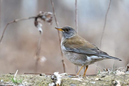 Pale Thrush (Andrey Vyalkov, Far East Russia)