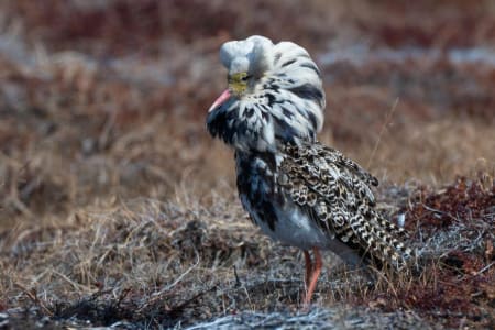 Ruff (Dmitry Nizovtsev, Far East Russia)