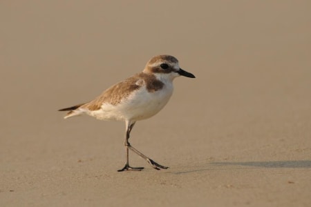 Lesser Sand-Plover (Oleg Belyalov, India)
