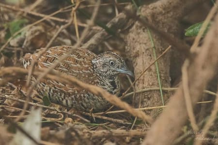 Barred Buttonquail (Vassiliy Fedorenko, India)