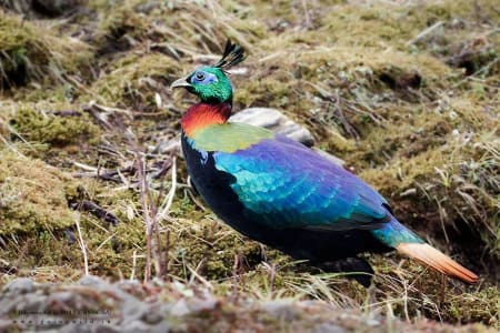 Himalayan Monal (Dibyendu Ash, India)