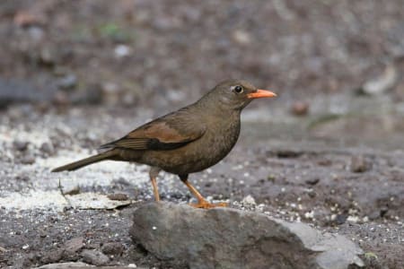 Gray-winged Blackbird (Konstanyin Kovalev, India)