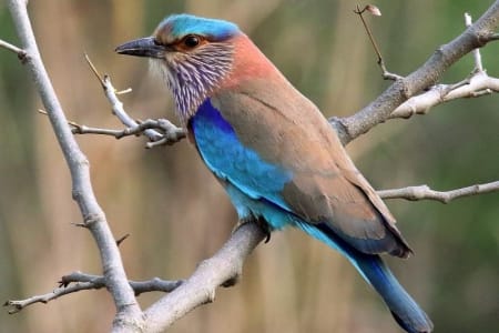 Indian Roller (Pavel Parkhaev, India)