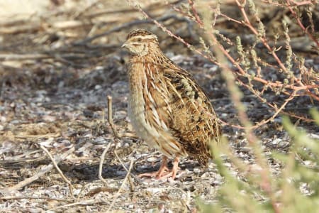 Common Quail (Qanatbek Kenzhegulov, Kazakhstan)