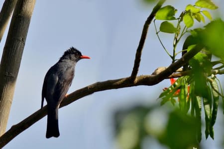 Square-tailed Bulbul (Dr.Jayaprakash V, Kerala India)