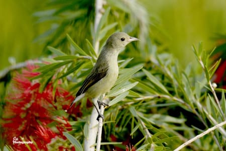 Purple-Rumped Sunbird (Dr.Jayaprakash V, Kerala India)