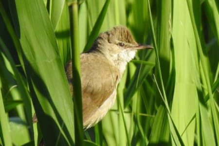 Clamorous Reed Warbler (Irina Romanovskaia, Kyrgyzstan)
