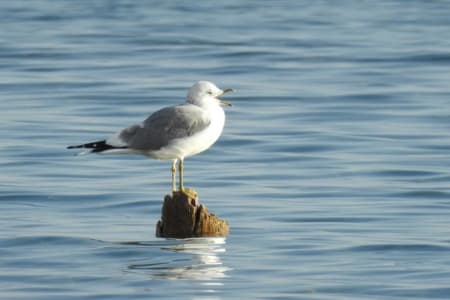 Mew Gull (Irina Romanovskaia, Kyrgyzstan)