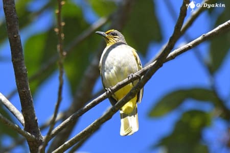 Stripe-throated bulbul (Gennadiy Dyakin, Malaysia)