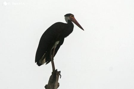 Storm's stork (Gennadiy Dyakin, Malaysia)