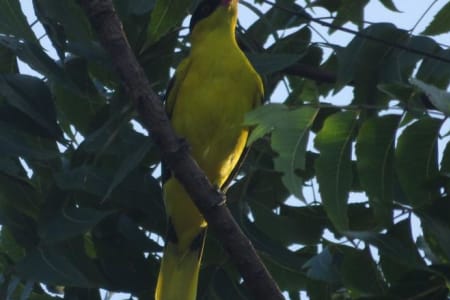 Black-naped oriole (Ira Han, Malaysia)