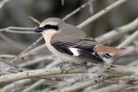 Isabelline Shrike (Pavel Parkhaev, Mongolia)