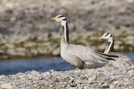 Bar-headed Goose (Pavel Parkhaev, Mongolia)