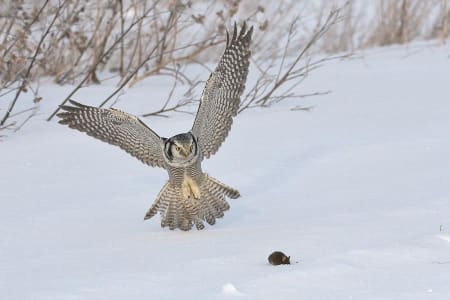 Northern Hawk Owl (Maxim Lanin, Europaean part of Russia)