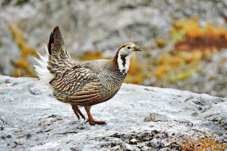 Caucasian Snowcock (Aleksandr Raklo, Europaean part of Russia)