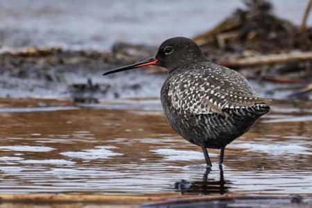 Spotted Redshank (Vadim Ivushkin, Siberia)