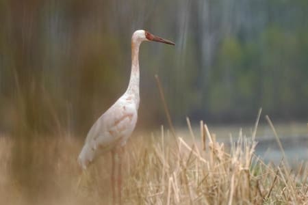 Siberian Crane (Maxim Afanasiev, Siberia)