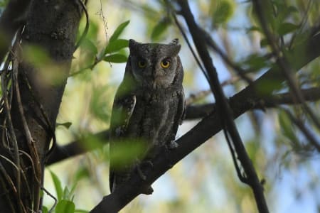 Eurasian Scops-Owl (Olga Fattakhova, Siberia)
