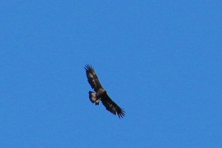 Golden Eagle (Askar Isabekov, Tajikistan)