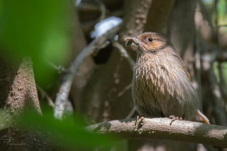 Streaked Laughingthrush (Vassiliy Fedorenko, Tajikistan)