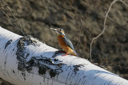 Common Kingfisher (Katya Tsekhmister, West Siberia)