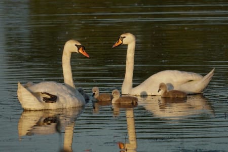 Mute Swan (Katya Tsekhmister, West Siberia)