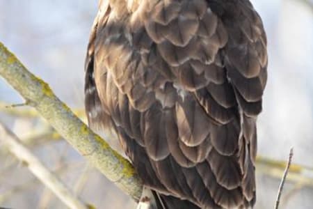 Common Buzzard (Oleg Sheremet, Ukraine)