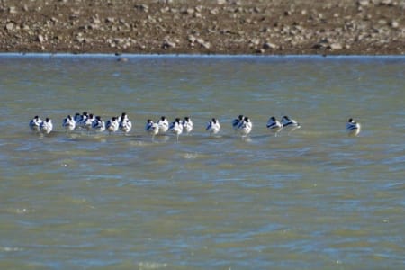 Pied Avocet (Maksim Mitropolskiy, Uzbekistan)