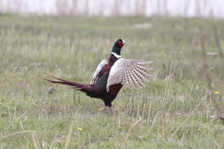 Common Pheasant (black lark, Xinjiang China)