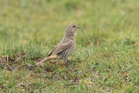 Red-fronted Rosefinch (lixiangren, Xinjiang China)